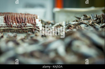 Vorbereitung und Filetieren gesalzene Sardellen am Roque Anchois Collioure Sardellen Fabrik in Frankreich Stockfoto