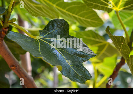 Feigenbaum Blätter Stockfoto