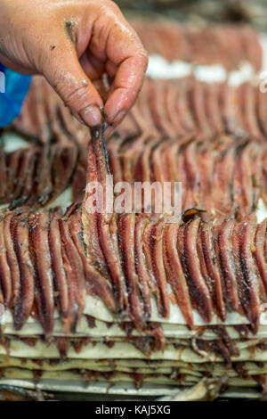 Vorbereitung und Filetieren gesalzene Sardellen am Roque Anchois Collioure Sardellen Fabrik in Frankreich Stockfoto