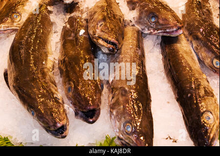 Der Markt La Boqueria Barcelona Spanien frischen Fisch Abschaltdruck Stockfoto