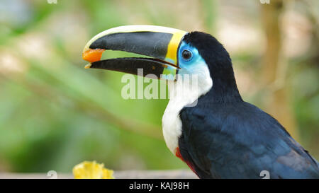 Toucan essen Papaya im ecuadorianischen Amazonasgebiet. Gemeinsamen Namen: Tucan. Wissenschaftlicher Name: Ramphastos vitellinus Stockfoto