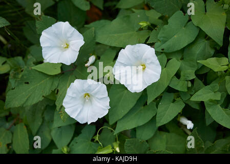 Calystegia silvatica Stockfoto