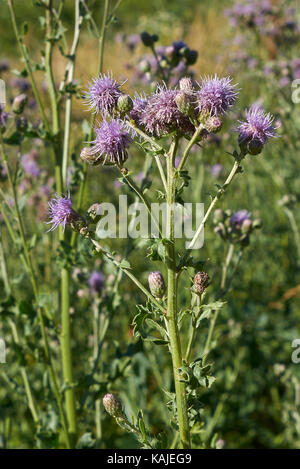 Cirsium arvense Blüte Stockfoto