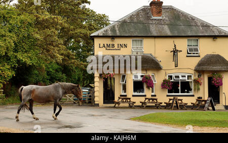 Ein New Forest pony Passing The Lamb Inn, Nomansland, Wiltshire. Stockfoto