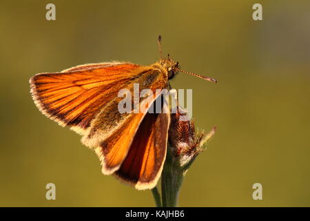 Weibliche Essex Skipper Schmetterling Stockfoto