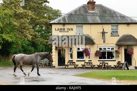 Ein New Forest pony Passing The Lamb Inn, Nomansland, Wiltshire. Stockfoto