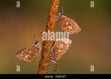 Rastplätze gemeinsame Blau und Braun Argus Schmetterlinge Stockfoto