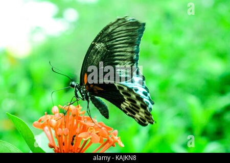 Schmetterling Stockfoto