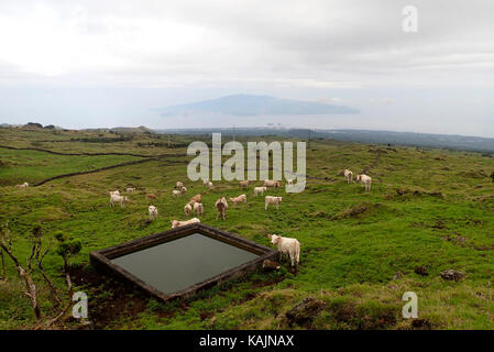 Vieh Hochland der Insel Pico Azoren Portugal Europa Stockfoto