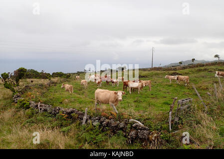 Vieh Hochland der Insel Pico Azoren Portugal Europa Stockfoto