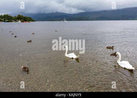 Swan and Ducks in Luss, am Westufer von Loch Lomond, Argyll & Bute, Schottland, Großbritannien Stockfoto