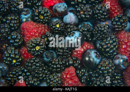Hintergrund der vielen frischen Waldfrüchten - Brombeeren, Himbeeren und Beeren in Nahaufnahme Stockfoto