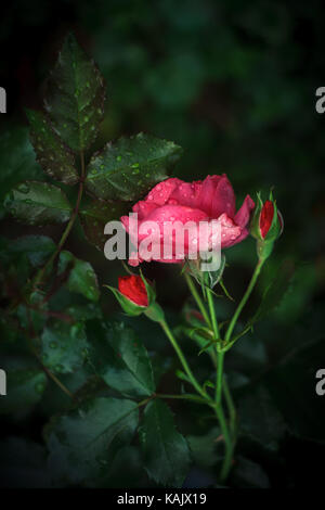 Schöne rote Rose mit zwei Knospen und grüne Blätter mit Wassertropfen bedeckt Stockfoto