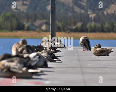 Enten sitzen auf einem Pier. See wildlife Stockfoto