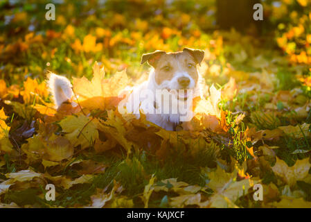 Hund liegend auf Herbstlaub im schönen Ort der Hintergrundbeleuchtung Stockfoto