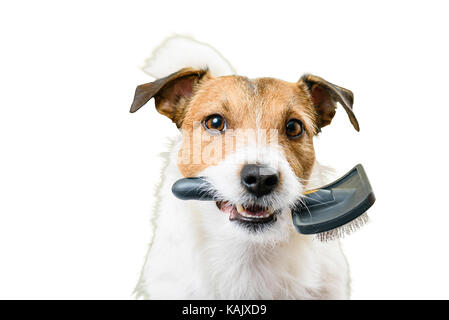 Haarige Hund braucht Pflege und Haarschnitt isoliert auf weißem Stockfoto