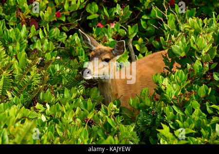 Eine wilde weiblich Black-tailed deer (Odocoileus hemionus columbianus); Nahrungssuche durch die schwere Vegetation entlang der Westküste von Vancouver Island Brit Stockfoto
