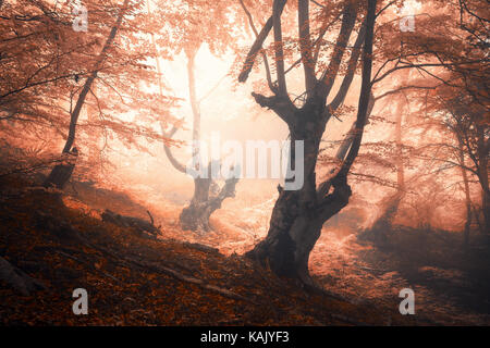 Amazing scene with autumn trees in fog. Autumn forest in fog. Fall colors. Enchanted foggy forest in fog. Old Tree. Landscape with trees, colorful ora Stockfoto