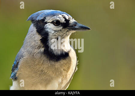 Eine Nahaufnahme Seitenansicht eines wilden Osten Blue Jay Stockfoto