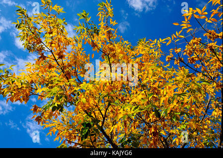 Deciduous leaves changing from the greens of summer to the bright yellows and oranges of autumn season in Alberta Canada. Stockfoto