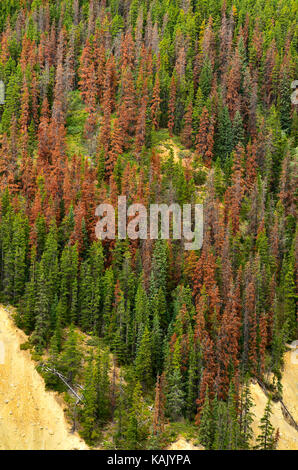 Red pine Bäume an einem Berghang, Toten aus dem Kiefer Käfer Befall in Jasper National Park, Alberta, Kanada Stockfoto