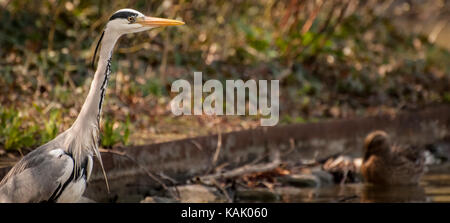 Ein Graureiher (Ardea cinerea) wartet geduldig auf Beute. Aufgenommen am Carola See (der große Garten) in Dresden, Sachsen, Deutschland (Europa) Stockfoto