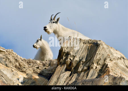 Eine Mutter und Baby Bergziegen, Oreamnos americanus, auf einem Felsvorsprung in Jasper National Park, Alberta, Kanada. Stockfoto