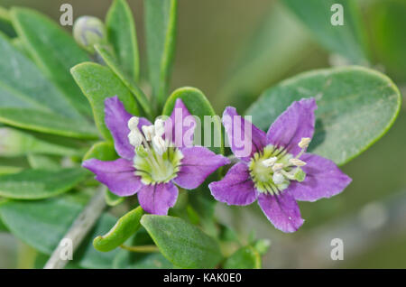 Blumen des Herzogs von Argylls Teebaum / Pflanze (Lycium barbarum). Sussex, Großbritannien Stockfoto