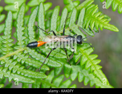 Weibliche Caterpillar - Jagd Wasp (Ammophila sabulosa) Stockfoto