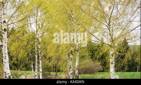 Silberbirke (betula pendula) im Frühjahr. Die Bäume wuchsen entlang eines Wanderweges in Ostdeutschland (Sachsen) nahe der Sächsischen Schweiz. Stockfoto