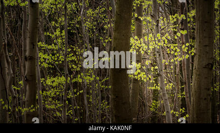 Licht, das auf einer jungen Silberbirke (betula pendula) leuchtet und alle frischen grünen Blätter (Frühling) beleuchtet. Aufgenommen in Sachsen, Deutschland. Stockfoto