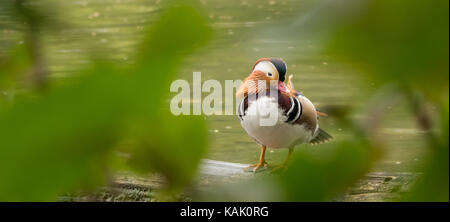 Männliche Mandarinente (Aix galericulata) auf einem Baumstamm am Wasser sitzend. (Bild aufgenommen im Großen Garten, Dresden) Stockfoto