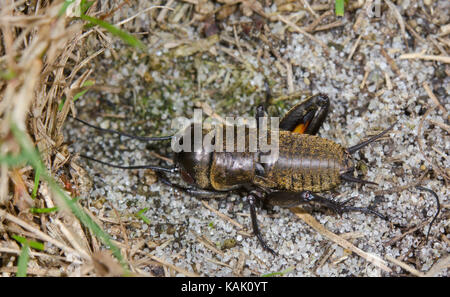 British Field Cricket (Gryllus campestris) männliche Nymphe am Burrow Entrance Sussex, UK Stockfoto