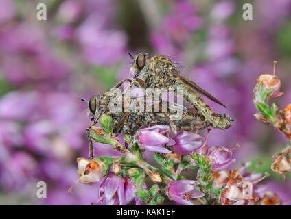 Gepaarte Brown Heath Robberflies (Machimus cingulatus) Stockfoto