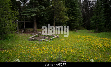 Cowboy Camp in Dandelions (South Chilcotin Mountain Park, BC, Kanada) im Sommer bedeckt. Stockfoto