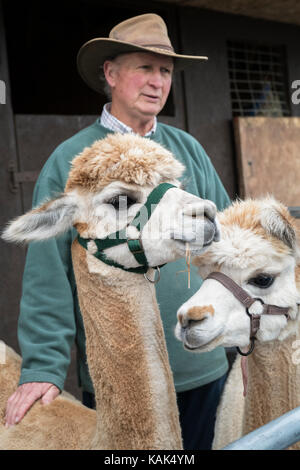 Vicugna pacos. Alpakas und ihren Besitzer in einen Pen Herbst zeigen bei Malvern, Worcestershire, Großbritannien Stockfoto