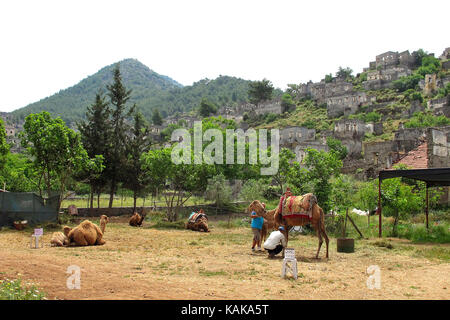 Kamel und Kalb in der Nähe der Geisterstadt Kayakoy menschenleer, Mugla, Türkei Stockfoto