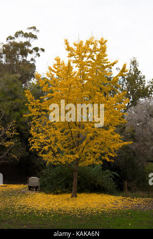 Baum mit fallenden Blätter, Presidio Park, San Diego, Kalifornien, USA Stockfoto