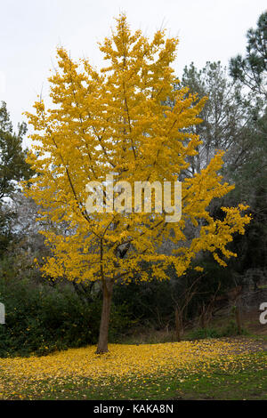 Baum mit fallenden Blätter, Presidio Park, San Diego, Kalifornien, USA Stockfoto