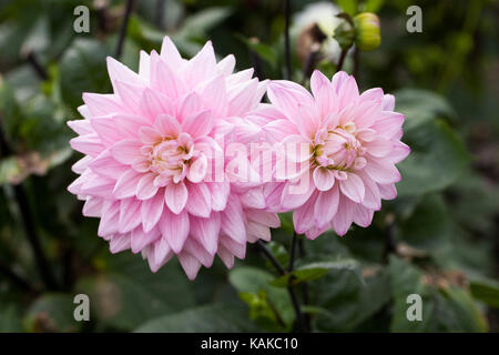 Dahlie 'Karma Prospero" Blumen. Stockfoto