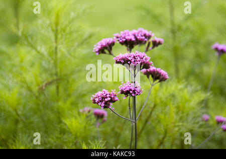 Verbena bonariensis. Argentinische vervain Blumen im Herbst. Stockfoto