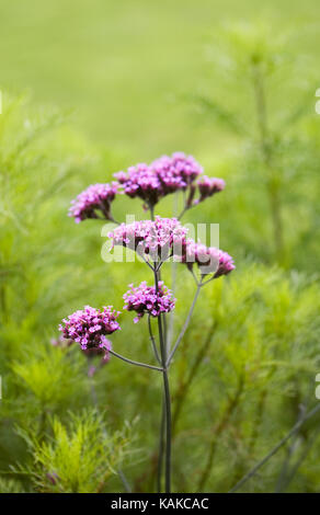 Verbena bonariensis. Argentinische vervain Blumen im Herbst. Stockfoto