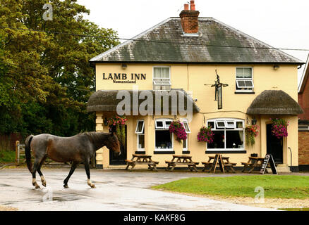 Ein New Forest pony Passing The Lamb Inn, Nomansland, Wiltshire. Stockfoto