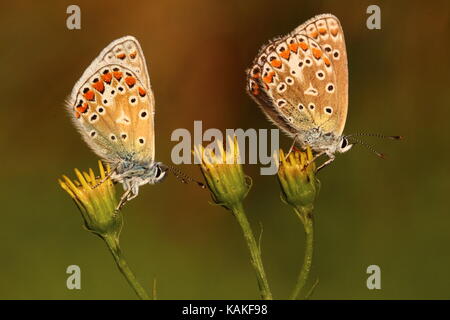 Weibliche gemeinsame Blaue Schmetterlinge Stockfoto