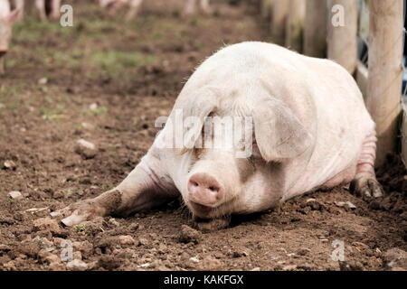 Ein Gloucester alten Spot Schwein liegend gegen einen Zaun in einem Stift auf einem englischen Farm Stockfoto