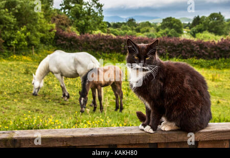 Eine einheimische schwarz-weiße Katze und ein weißes Kalamare-Pferd mit hengst, Bantry, Irland auf dem Land in Europa, Hauskatzen, „GRÖSSERE DATEI HINZUFÜGEN“ Stockfoto