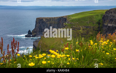 Cliffs of Moher and the Atlantic Ocean, County Clair, Irland, Countryside Europe, Vordergrundblumen Irische inspirierende Landschaften Stockfoto
