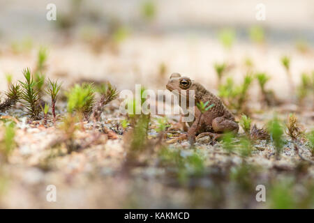 Baby american Toad Stockfoto