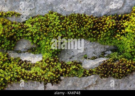 Moose wachsen zwischen den Steinen Stockfoto
