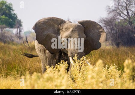 Afrikanischer Elefant in der Savanne Stockfoto